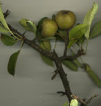 Plante-4.jpg