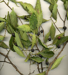 plante3.jpg