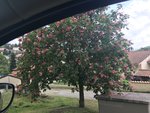 arbre.JPG