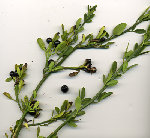 plante-2.jpg