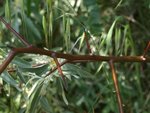 Arbre inconnu 2.JPG