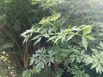 IMG_20180511_132458.jpg