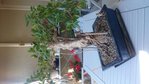 ficus.jpg