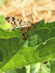 IMG_1070.jpg