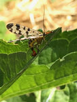 IMG_1069.jpg