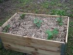 Courgettes-2.JPG