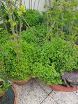 20180515_154631.jpg