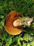 Boletus cf luridus  1 - 28 E.jpg