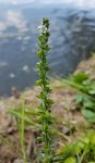 Minuscule P5 - 28 O.jpg