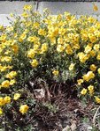 2018-05-21_fleurs jaunes - sentier ver-vert Loire Nevers - 1sur2.jpg