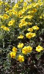 2018-05-21_fleurs jaunes - sentier ver-vert Loire Nevers - 2sur2.jpg