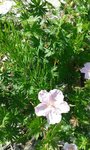 2018-05-21_fleurs mauves- sentier ver-vert Loire Nevers - 1sur3.jpg