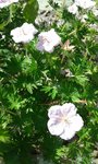 2018-05-21_fleurs mauves- sentier ver-vert Loire Nevers - 2sur3.jpg