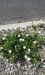 2018-05-21_fleurs mauves- sentier ver-vert Loire Nevers - 3sur3.jpg