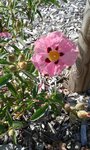 2018-05-21_fleurs roses tâchées - sentier ver-vert Loire Nevers 2sur2.jpg