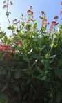 2018-05-21_fleurs sur mur, sortant d'un jardin, maison au sentier ver-vert Loire Nevers.jpg