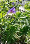 2018-05-21_fleurs violettes - sentier ver-vert Loire Nevers - 1sur3.jpg