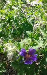 2018-05-21_fleurs violettes - sentier ver-vert Loire Nevers - 2sur3.jpg