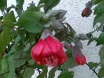 fleurs rouges.jpg