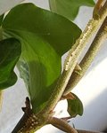 IMG_20180523_212103_163.jpg