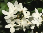 Virburnum plicatum 'Wanabe' Viorne de Chine'.JPG