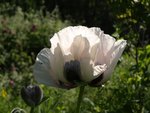 Papaver somniferum.JPG