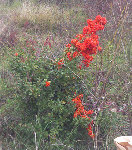 Arbrisseau-rouge-contexte.jpg