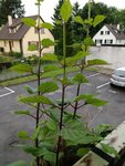 IMG_20180515_081851.jpg