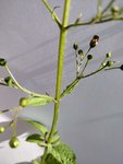 IMG_20180525_084337.jpg