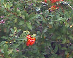 Arbrisseau-rouge.jpg