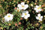 Potentilla fructicosa 344.JPG