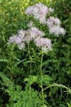Thalictrum purpureum.JPG