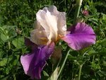 Iris bicolore.JPG