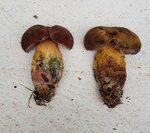 Boletus 1 - 28 SE.jpg