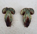 Boletus 2 - 28 SE.jpg