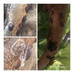Photoarbre