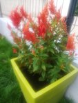 IMG_20180526_094446.jpg