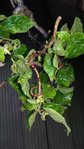 IMG-20180526-WA0001.jpg