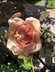 Abraham Darby