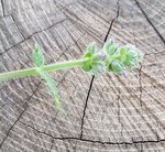 Salvia verbenaca.jpg