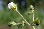 Inflorescence 0368.JPG