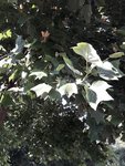 Resized_20180527_193046_5944_20180527_204441.jpeg