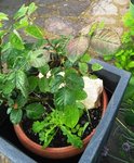IMG_20180524_074959.jpg