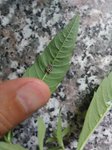 IMG_20180530_101618.jpg