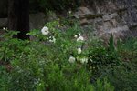 IMGP1442.JPG