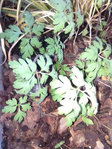 IMG_20180529_211339.jpg