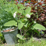 sauge sclarée 30 mai 2018.jpg