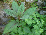 Plante bord de riviere.jpg