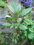 Plante bord de riviere-02.jpg