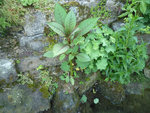 Plante bord de riviere-03.jpg